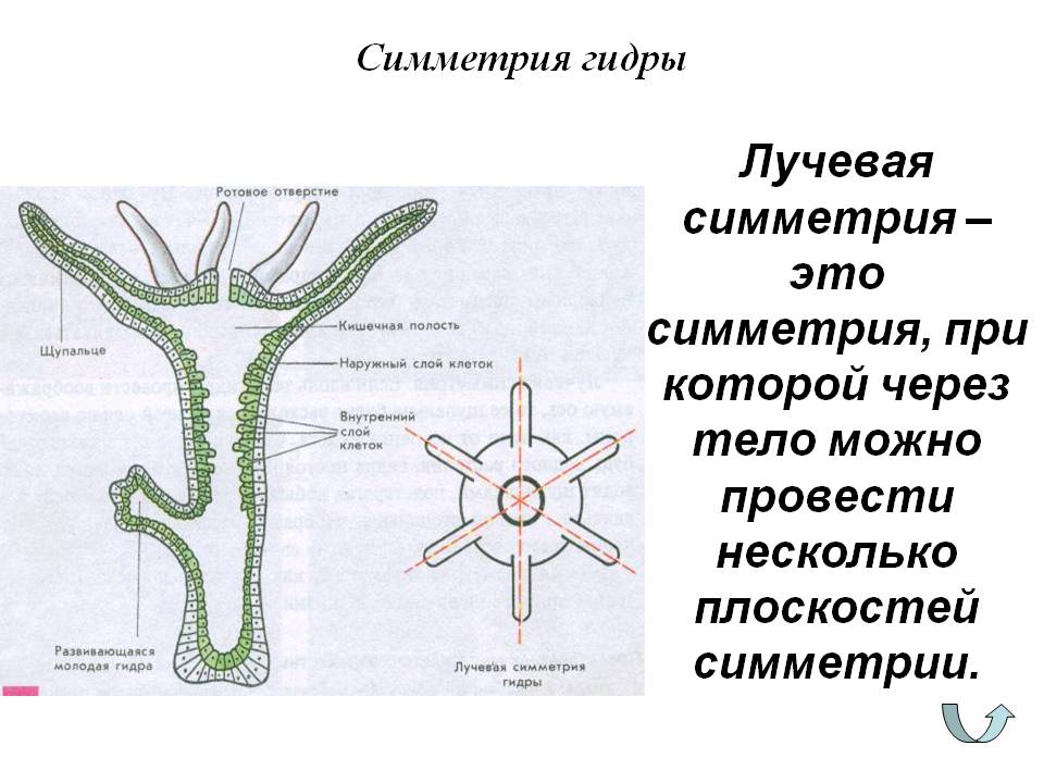 Кракен это известный маркетплейс